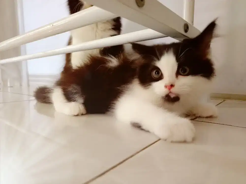 Lepas adop Kucing anggora