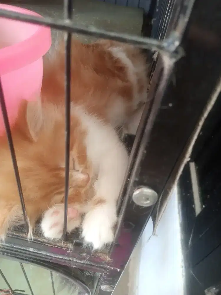 Kitten persimed betina