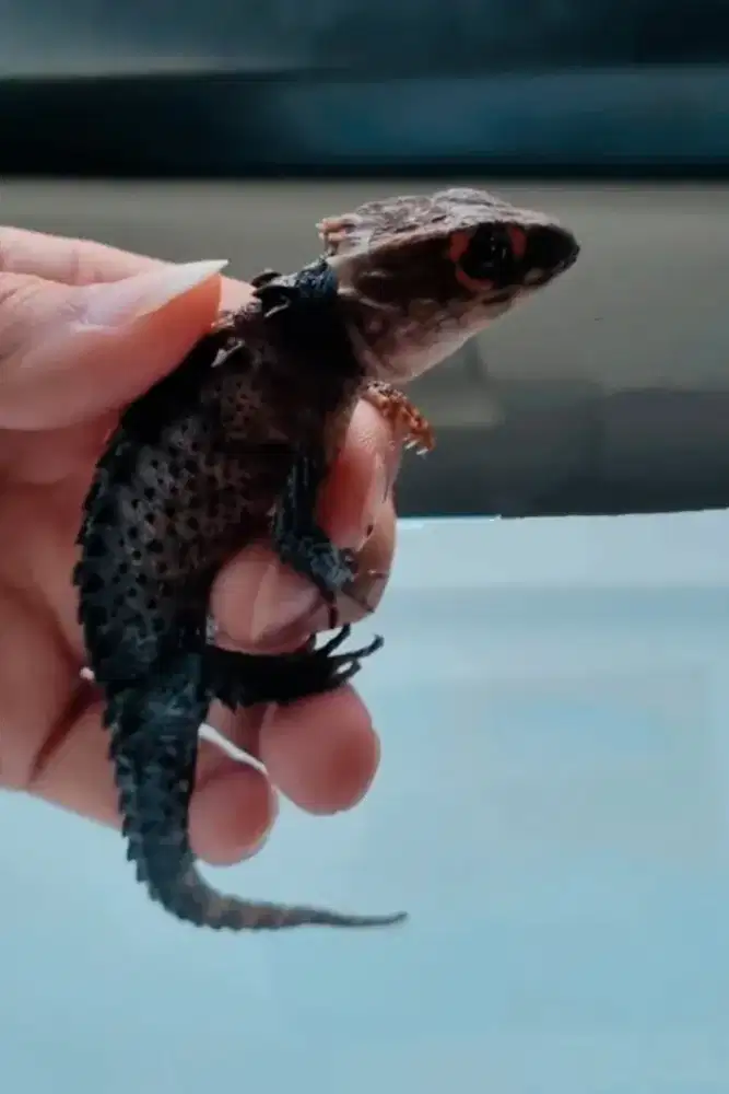 Kadal duri / red eyed crocodile skink / tribolonotus gracilis