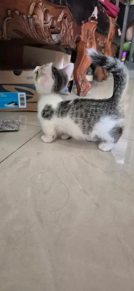 Kucing kaki pendek