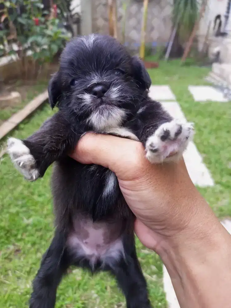 Puppy Shipom betina