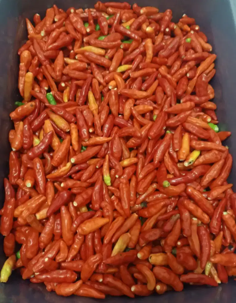Dijual cabe setan udh bersih