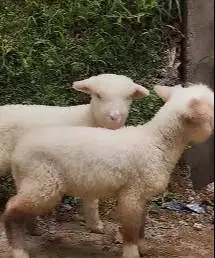 sepasang anakan cempe domba hias merino super 4 bulan lepas sapih puas