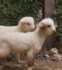 sepasang anakan cempe domba hias merino super 4 bln lepas sapih exotik