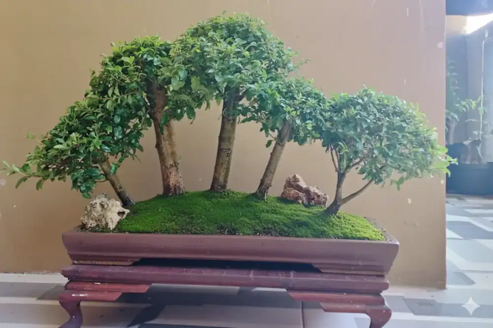 Bonsai grouping panorama legistrum green