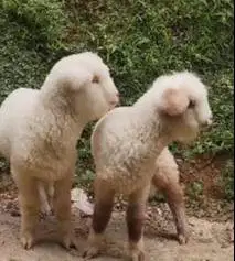 sepasang anakan cempe domba merino hiasan 4 bulan lepas sapih jamin ok