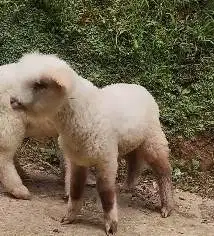 sepasang anakan cempe domba merino hiasan 4 bulan lepas sapih jamin ok