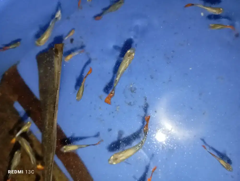 Borongan bs an guppy prtde