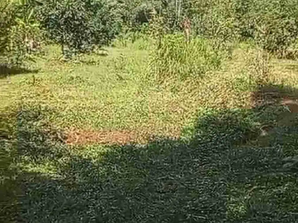 Kebun Alpukat Di Purwodadi Pasuruan Dekat Pemukiman dan Jalan Aspal