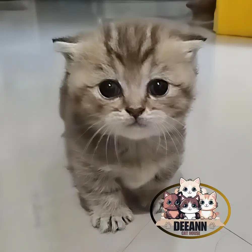 Kucing Munchkin Gaelic Fold Golden (Cebol)