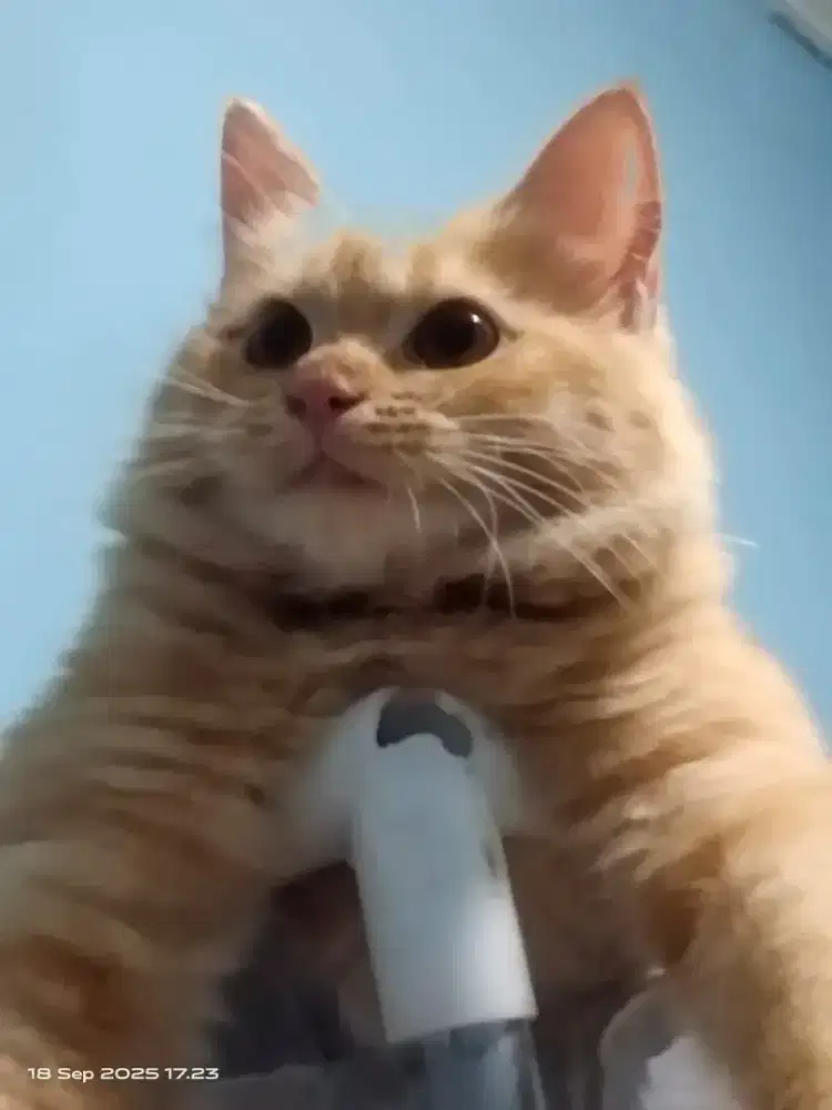 Peranakan kucing anggora