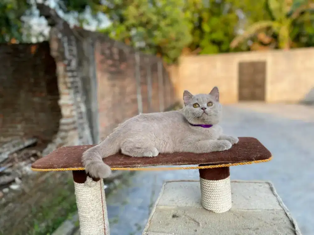 kucing bsh betina lilac 4 bulan