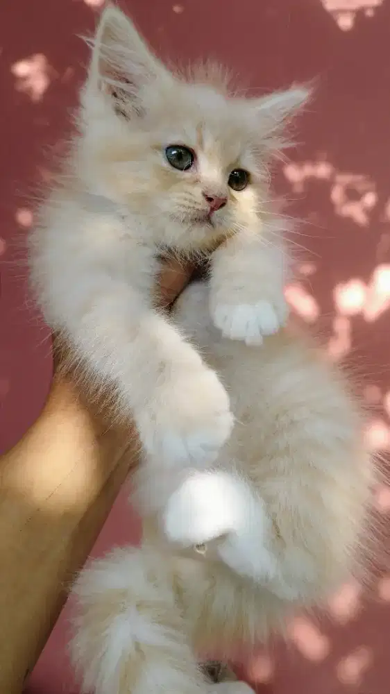 Kucing persia kitten