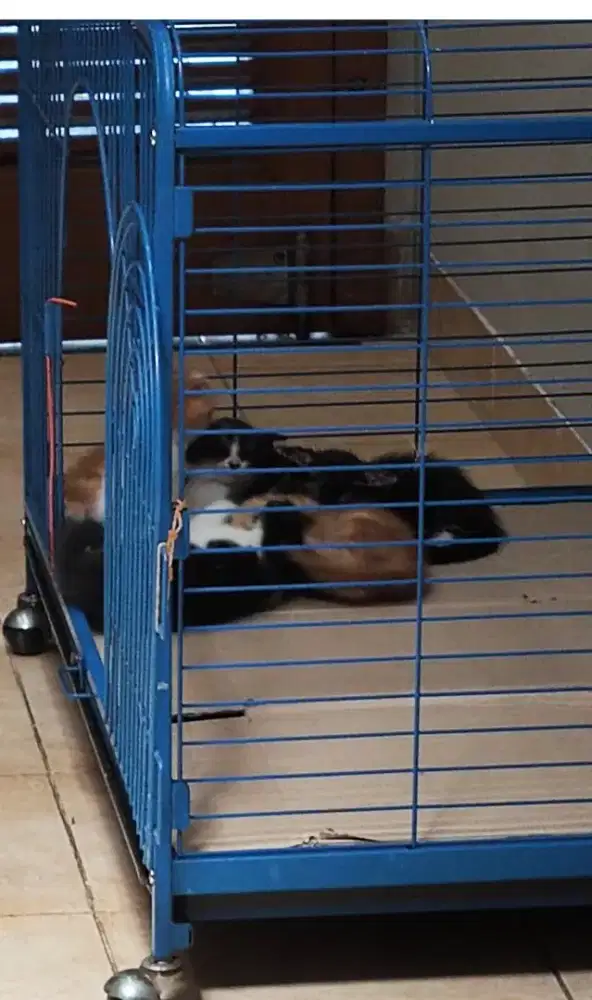 Kandang kucing ukuran  besar