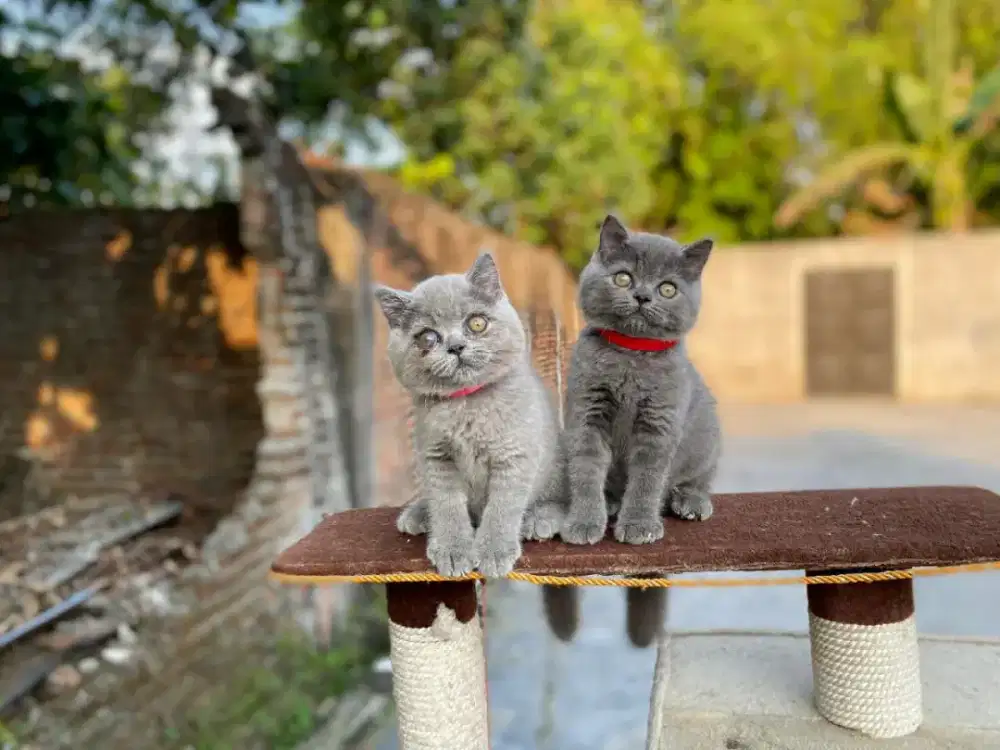 kucing bsh female/ betina 4 bulan