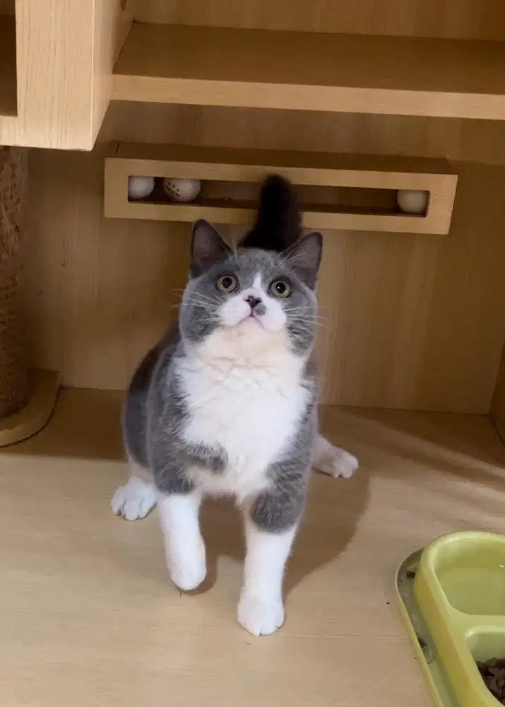 Kucing bsh jantan