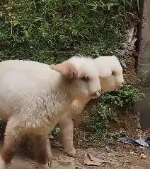 sepasang anakan cempe domba merino superan 4 bln lepas sapih jamin top