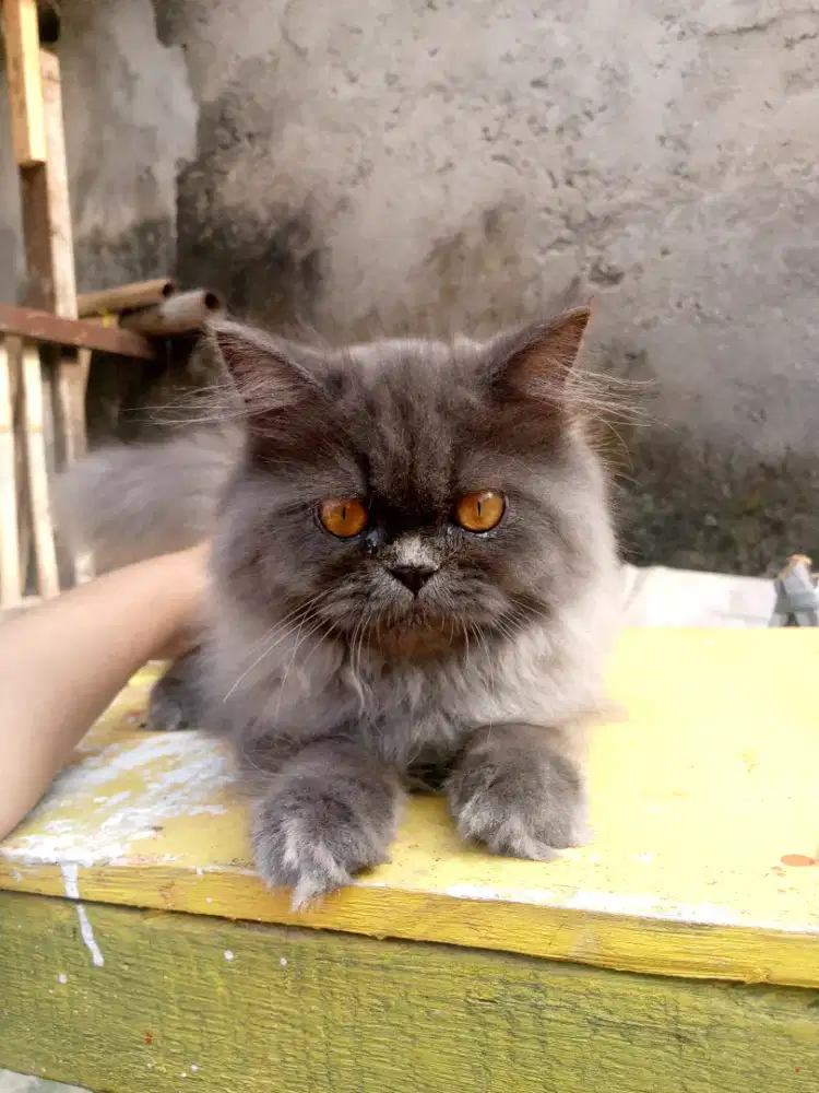 Lepas adopsi kitten flatnose jantan usia 4 bulan