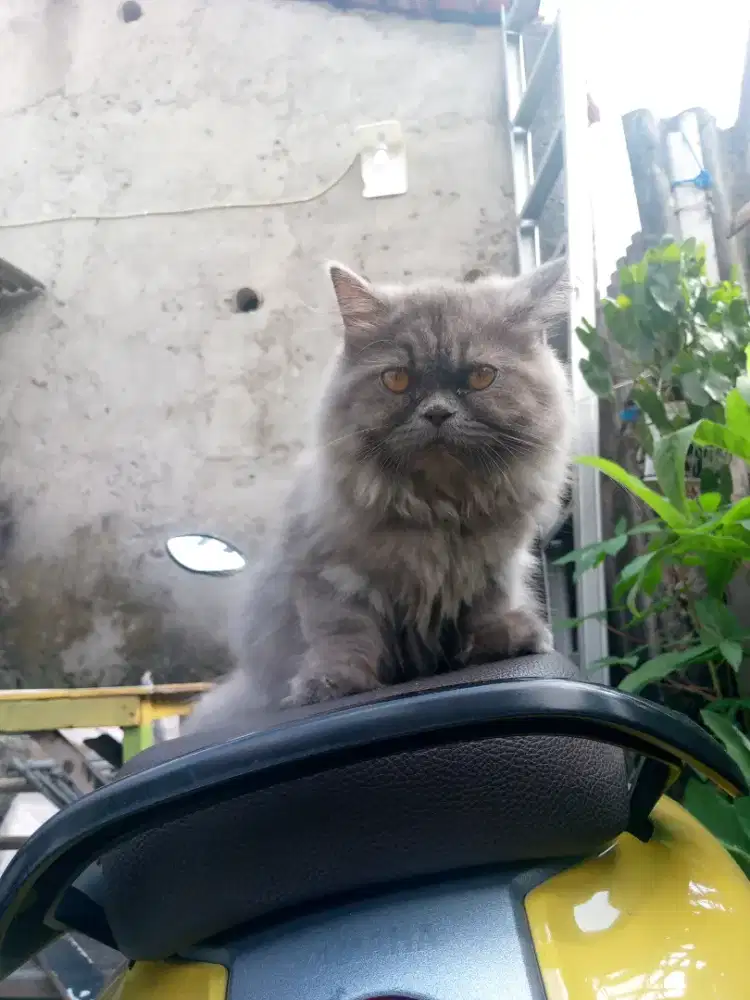 Lepas adopsi flatnose 4 bulan