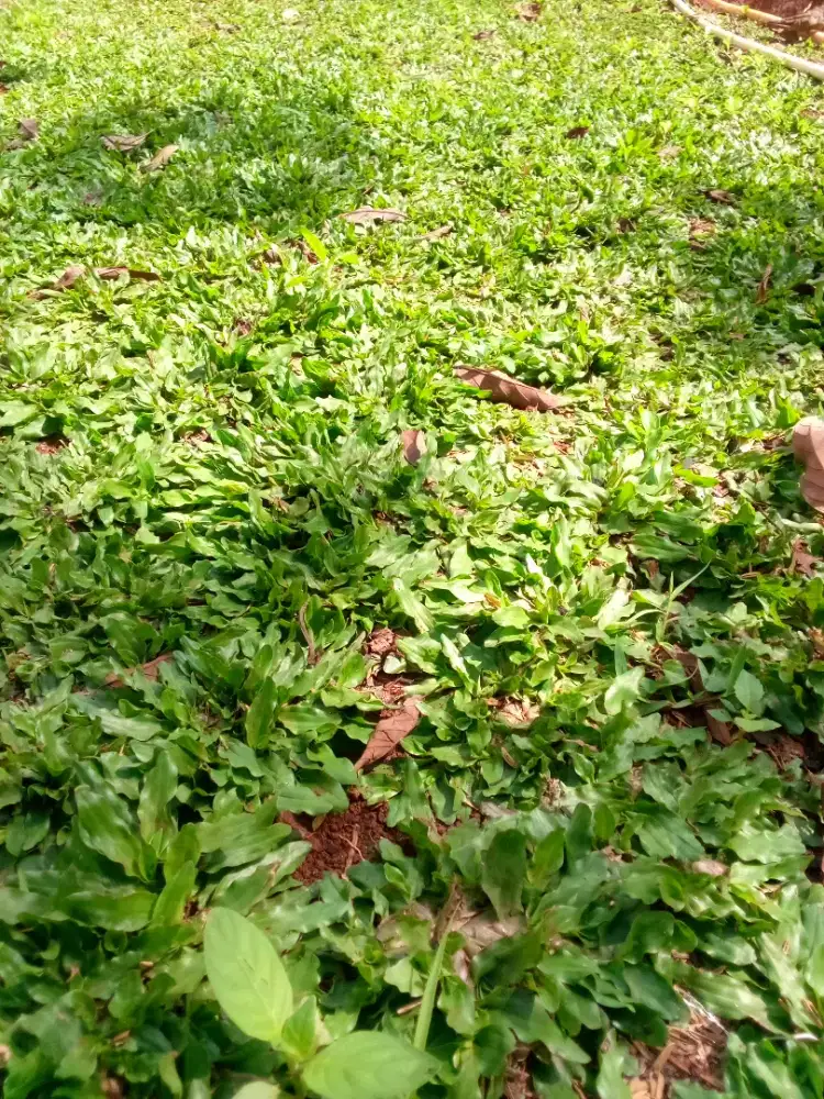 Jual Rumput Gajah Mini Murah