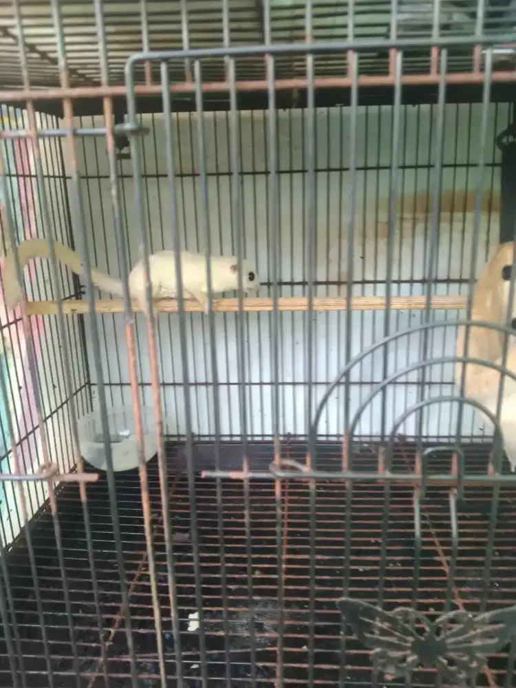 Jual hewan tupay putih dan tupay glider
