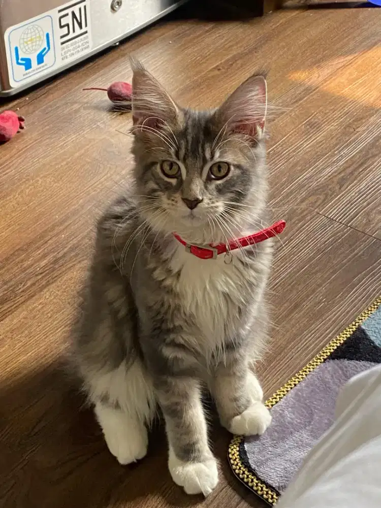KUCING MAINECOON PURE
