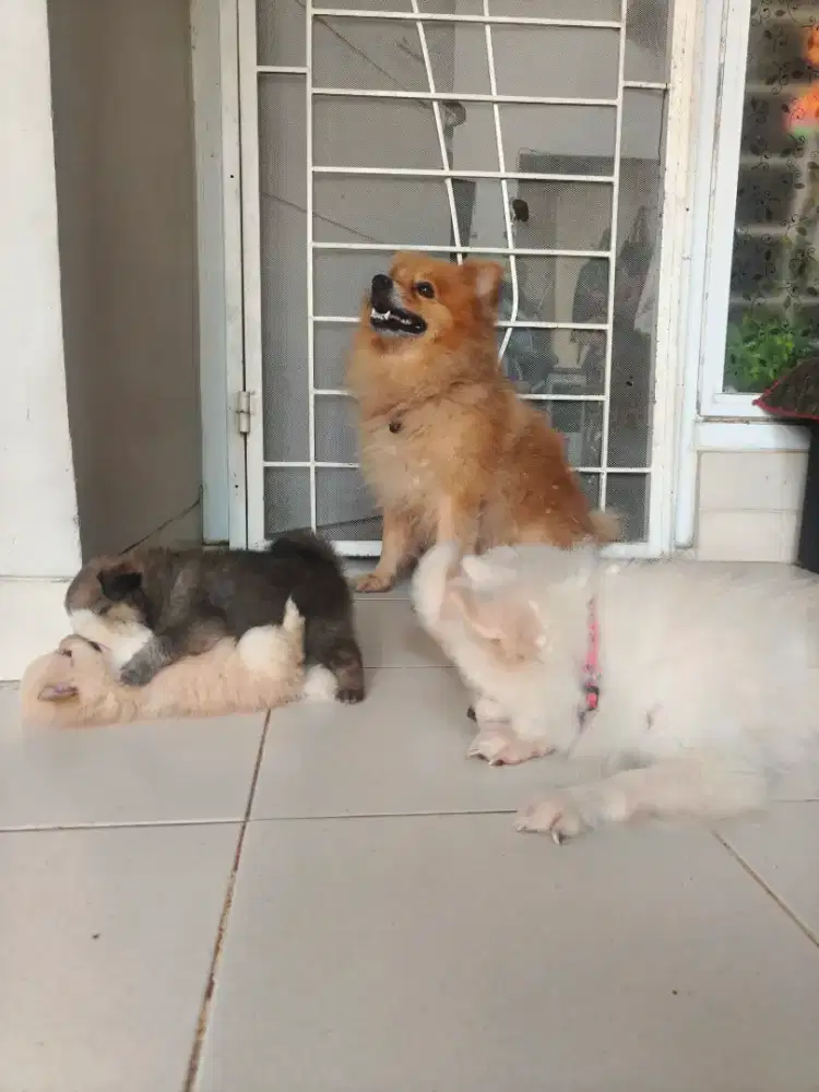 Puppies anjing Pomeranian