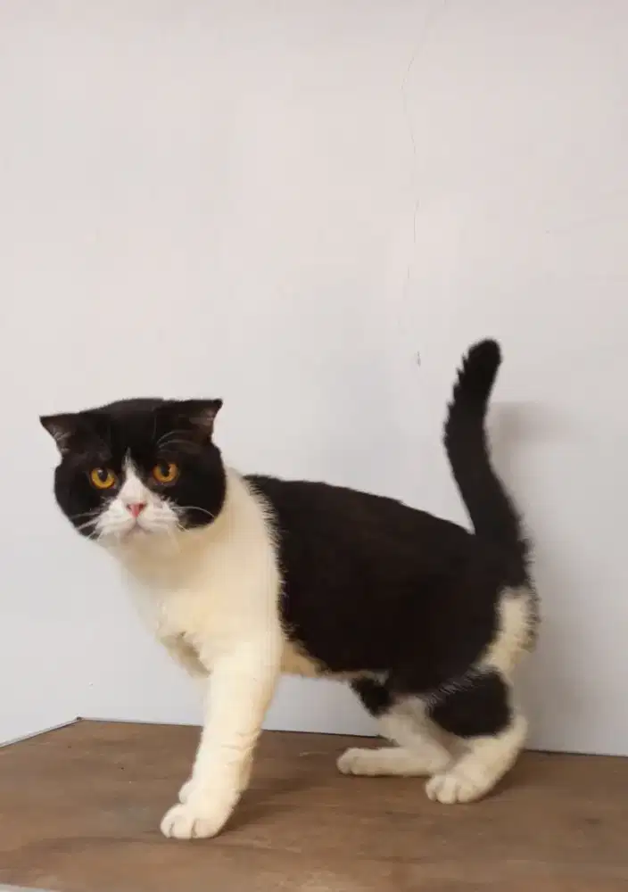 Scottish fold bico black and white