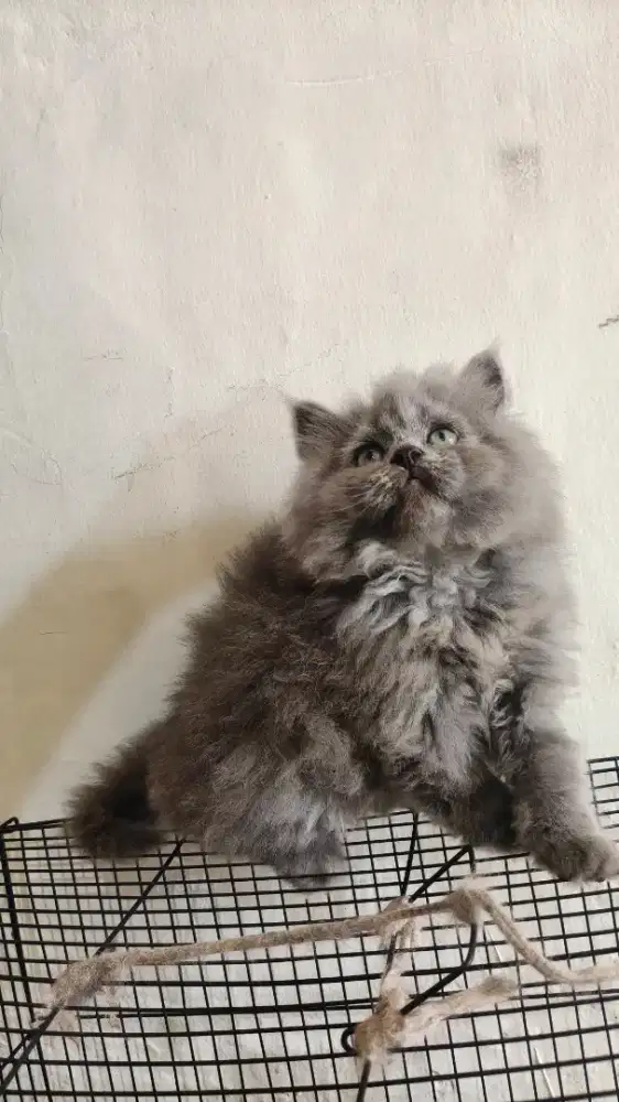 Kucing persia Abu-Abu Bulu Super