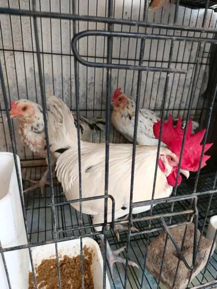 Ayam bangkok KETAWA