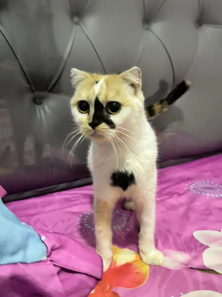 Scottish fold betina indukan