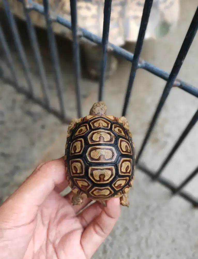 Pardalis Baby 5-5,8cm sehat makan rakus bukan Sulcata