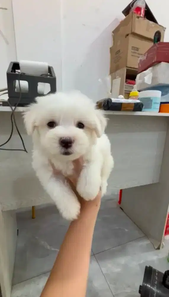 Anjing Maltase 2 bulan
