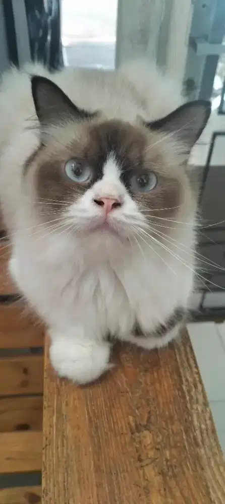 Kucing ragdoll betina