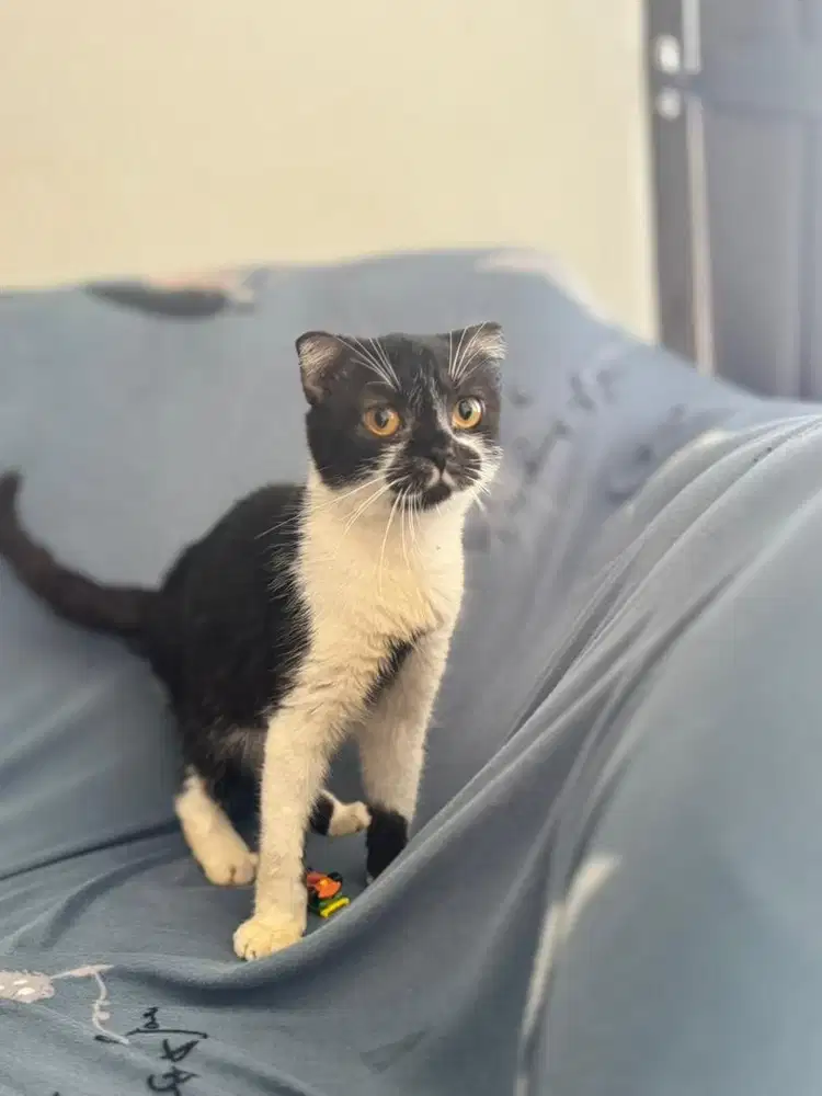 Scottish fold munchkin gaelic betina