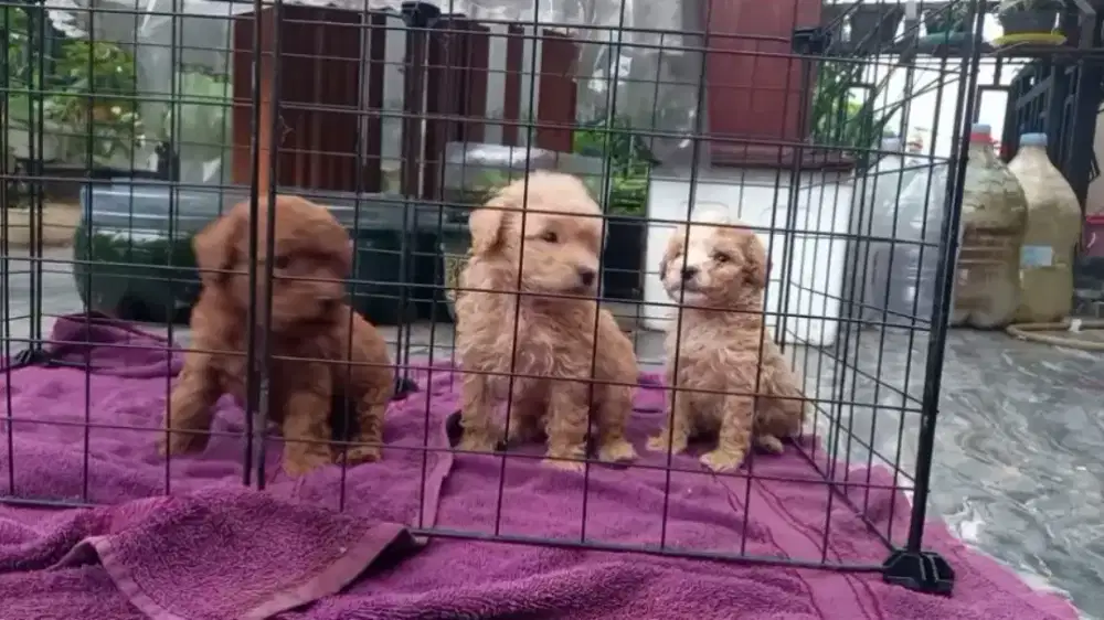 Anak Anjing Poodle Jantan