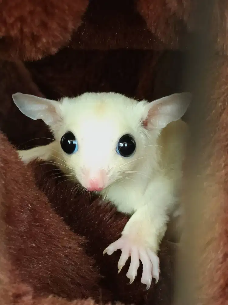 Dijual Sugar Glider Leucistic – Eksotis & Cocok Jadi Peliharaan