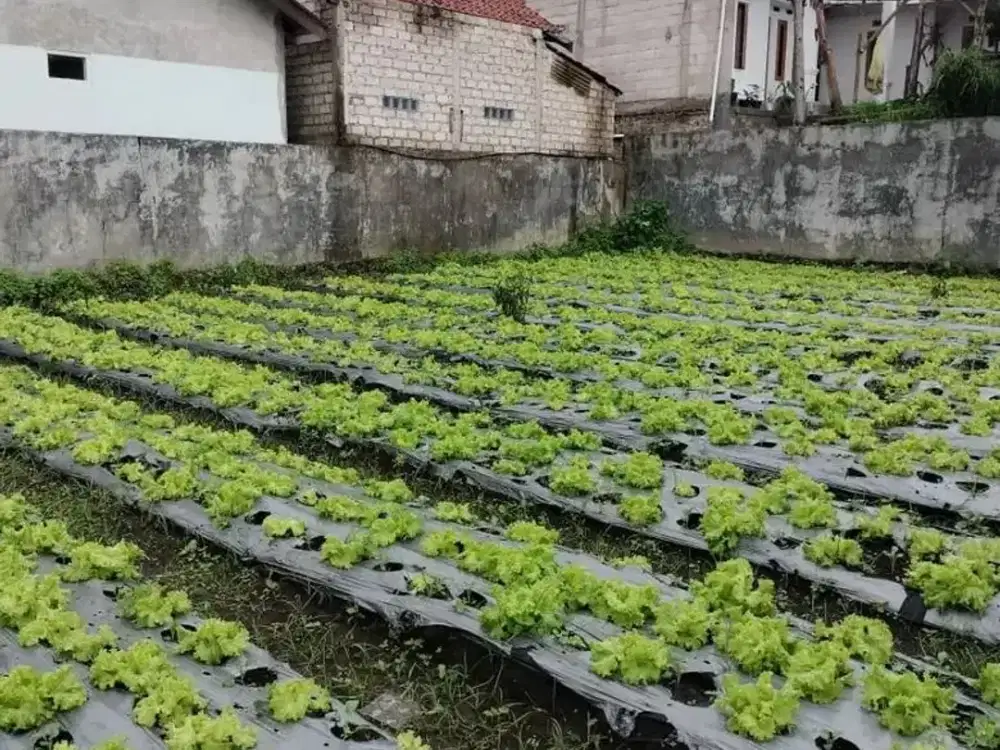 Tanah lokasi terbaik di kawasan lembang Karyawangi dekat rumah stroberry