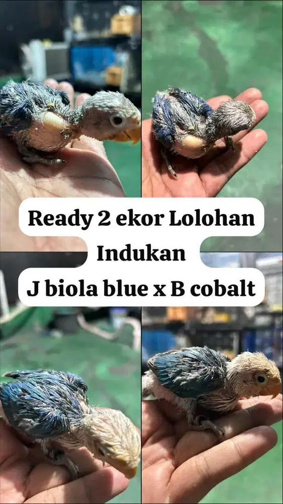 Lovebird lolohan