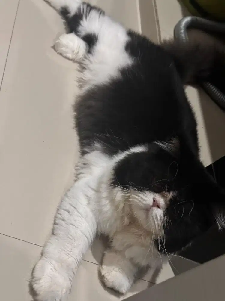 Kucing persia peaknose jantan