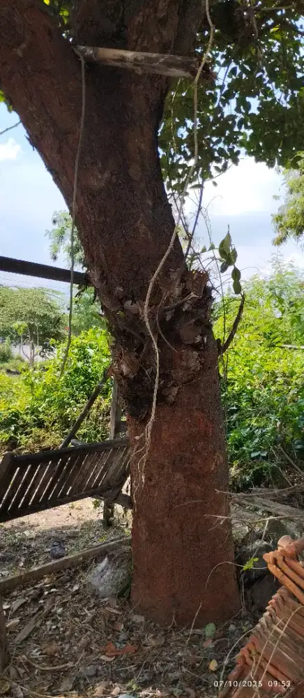 Dijual pohon nangka besar