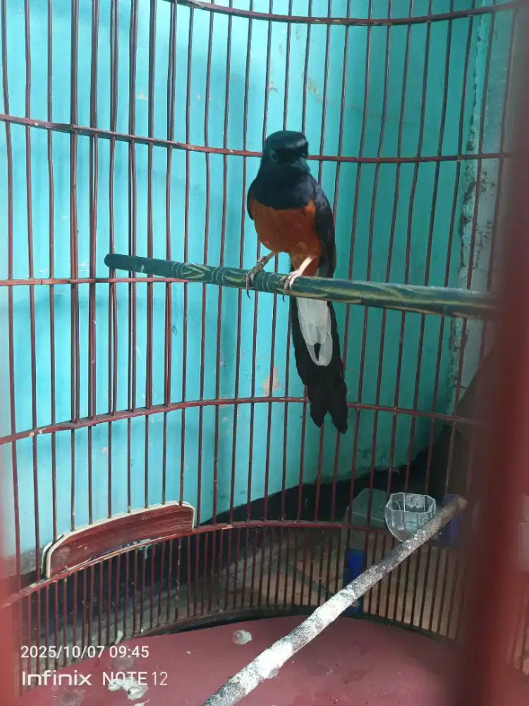 Burung Murai Batu