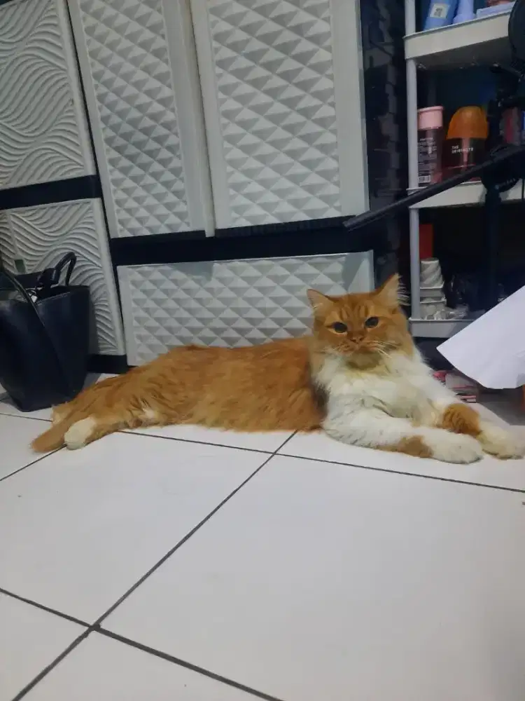 Persian flatnose Bigbone