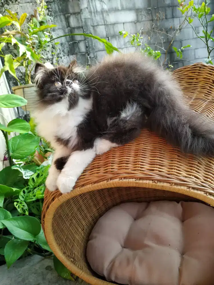 Peaknose jantan
