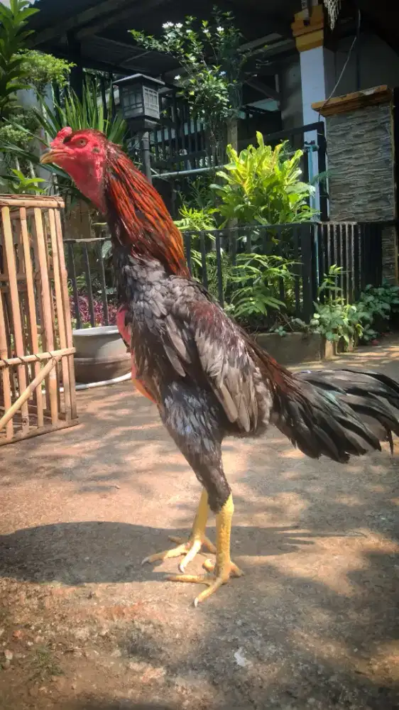 Ayam jago Bangkok muda
