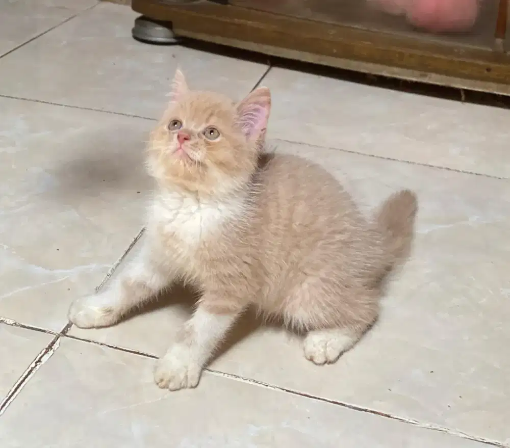 BSH BICOLOR CREAM PUTIH