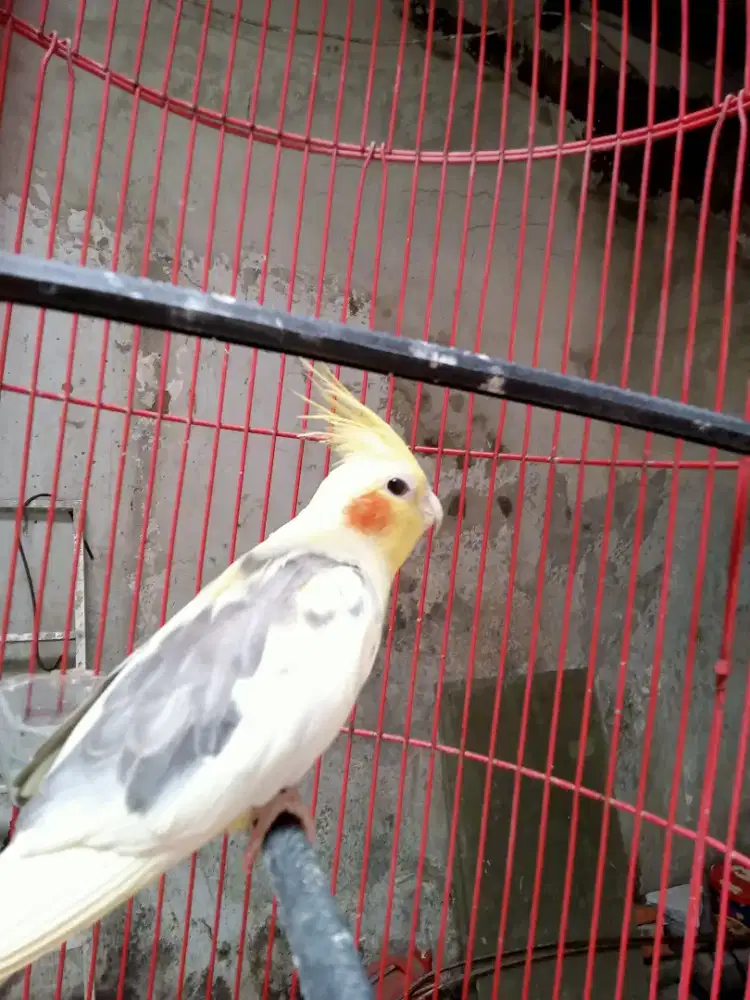 Burung parkit Australia/falk