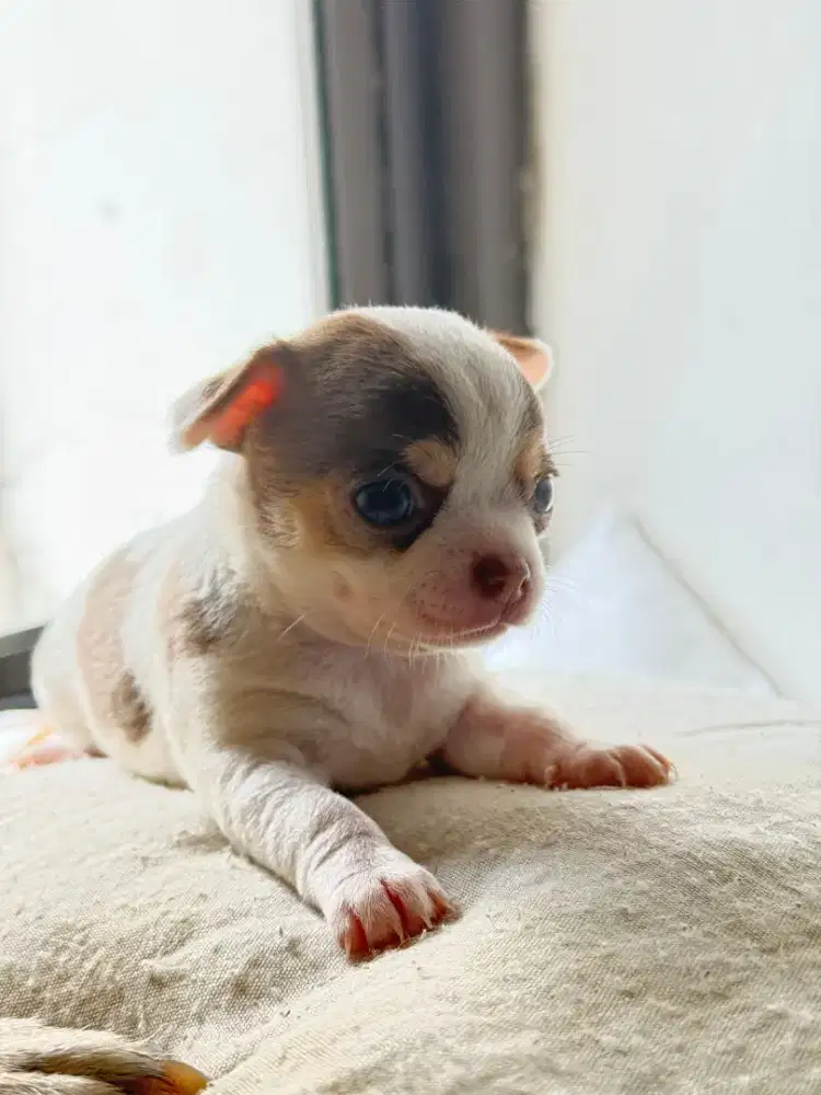 Anakan Chihuahua Jantan
