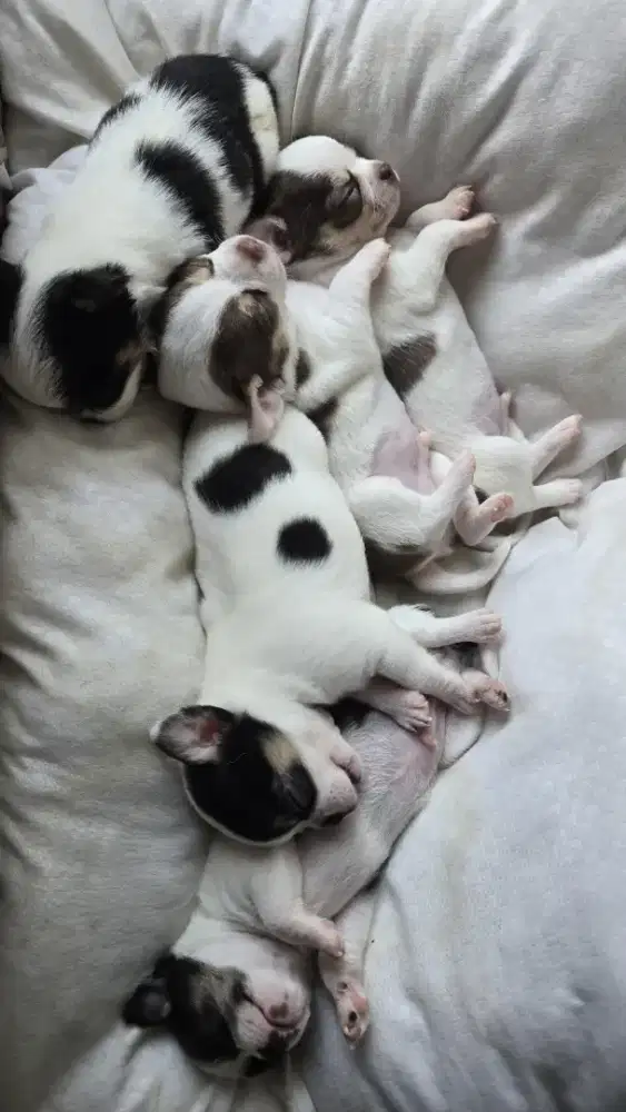 Anakan Chihuahua Jantan