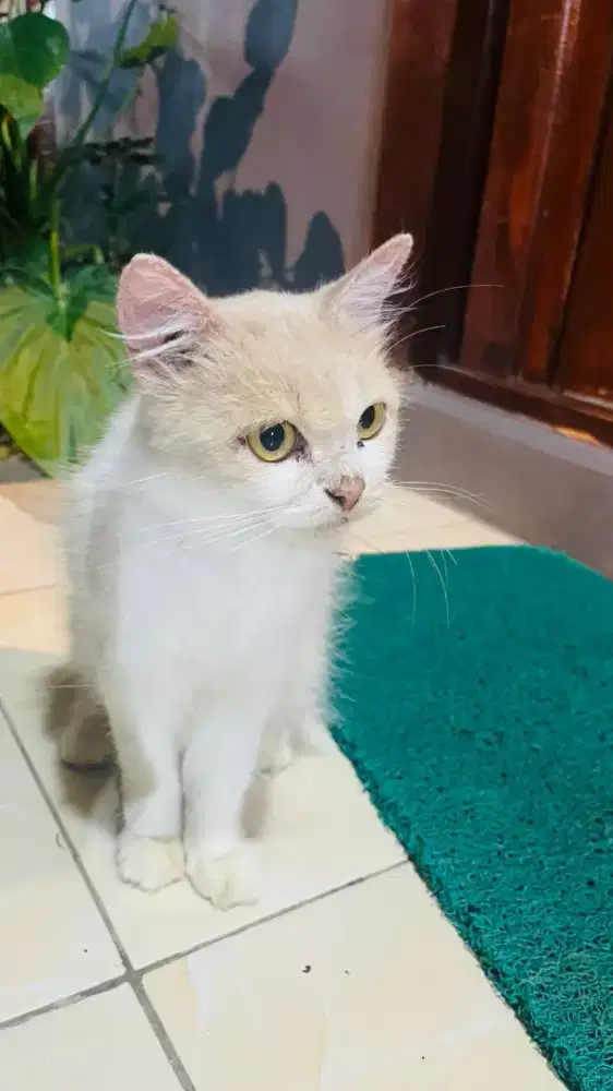Kucing Persia Mix